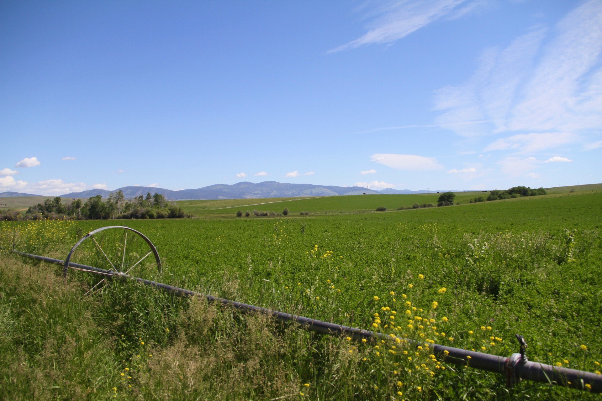 Wheeline on Alfalfa Montana Barnes Creek Ranch