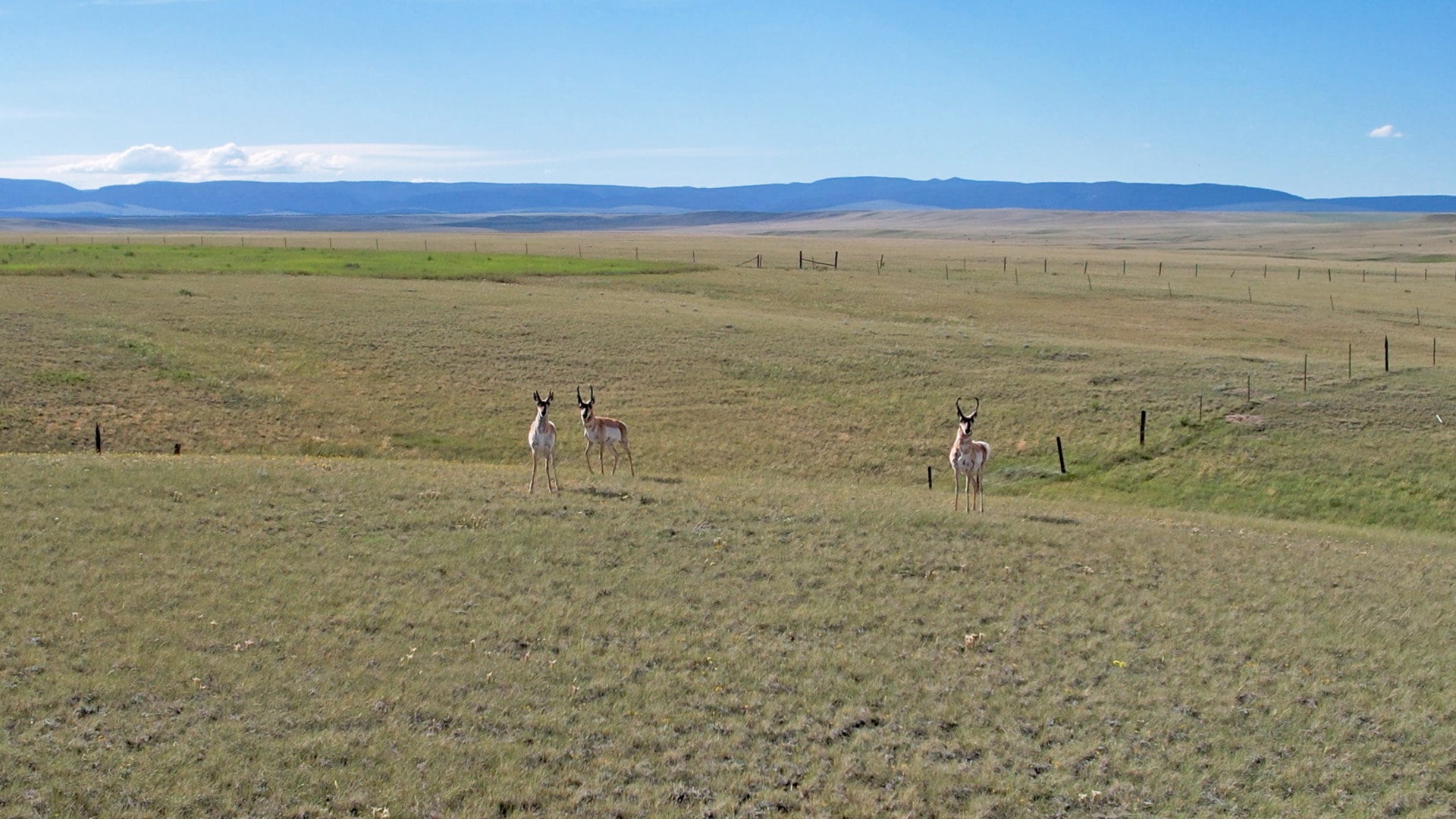 antelope bucks roaming the range montana fox hill ranch