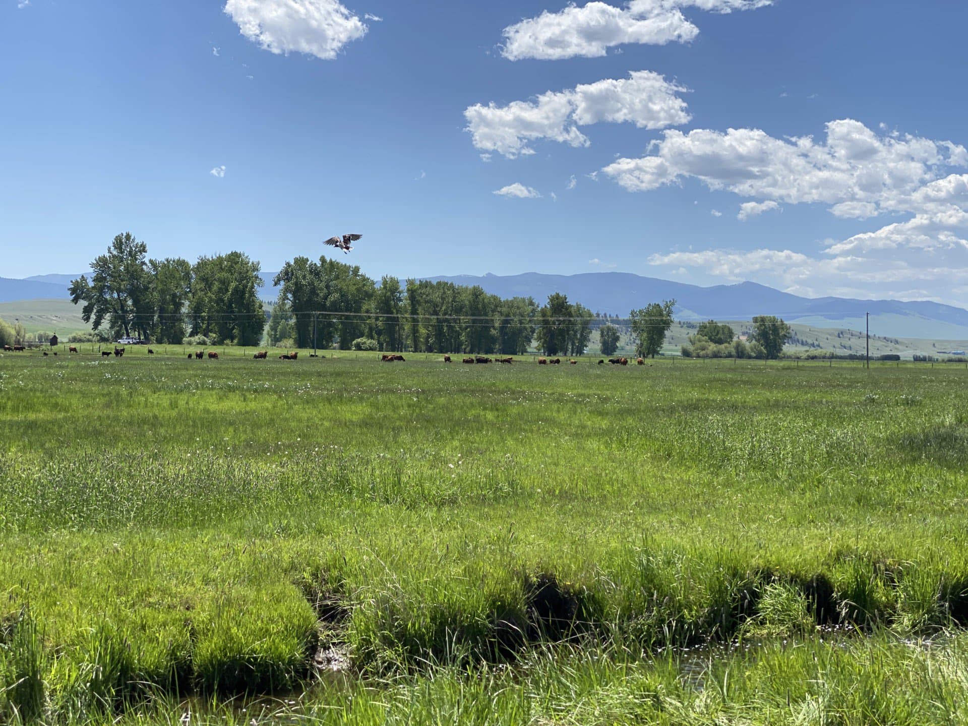 bird of prey flint creek ranch montana Fay Ranches