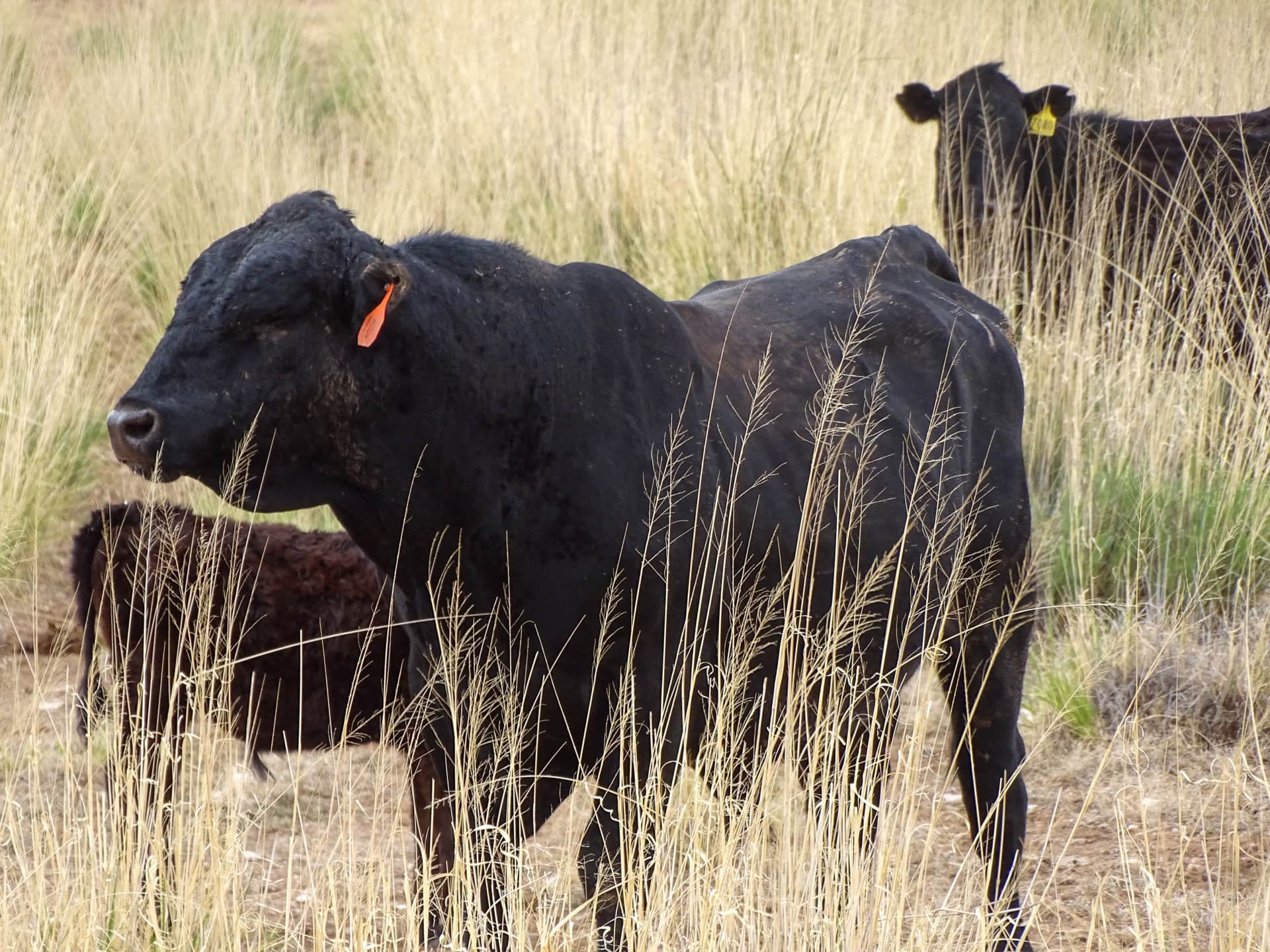 black bull tall grass new mexico uncle bill's farm & ranch (1)