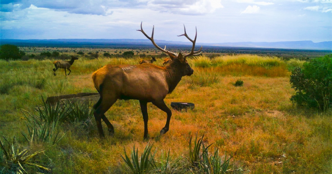 bull elk game camera new mexico uncle bill's farm & ranch