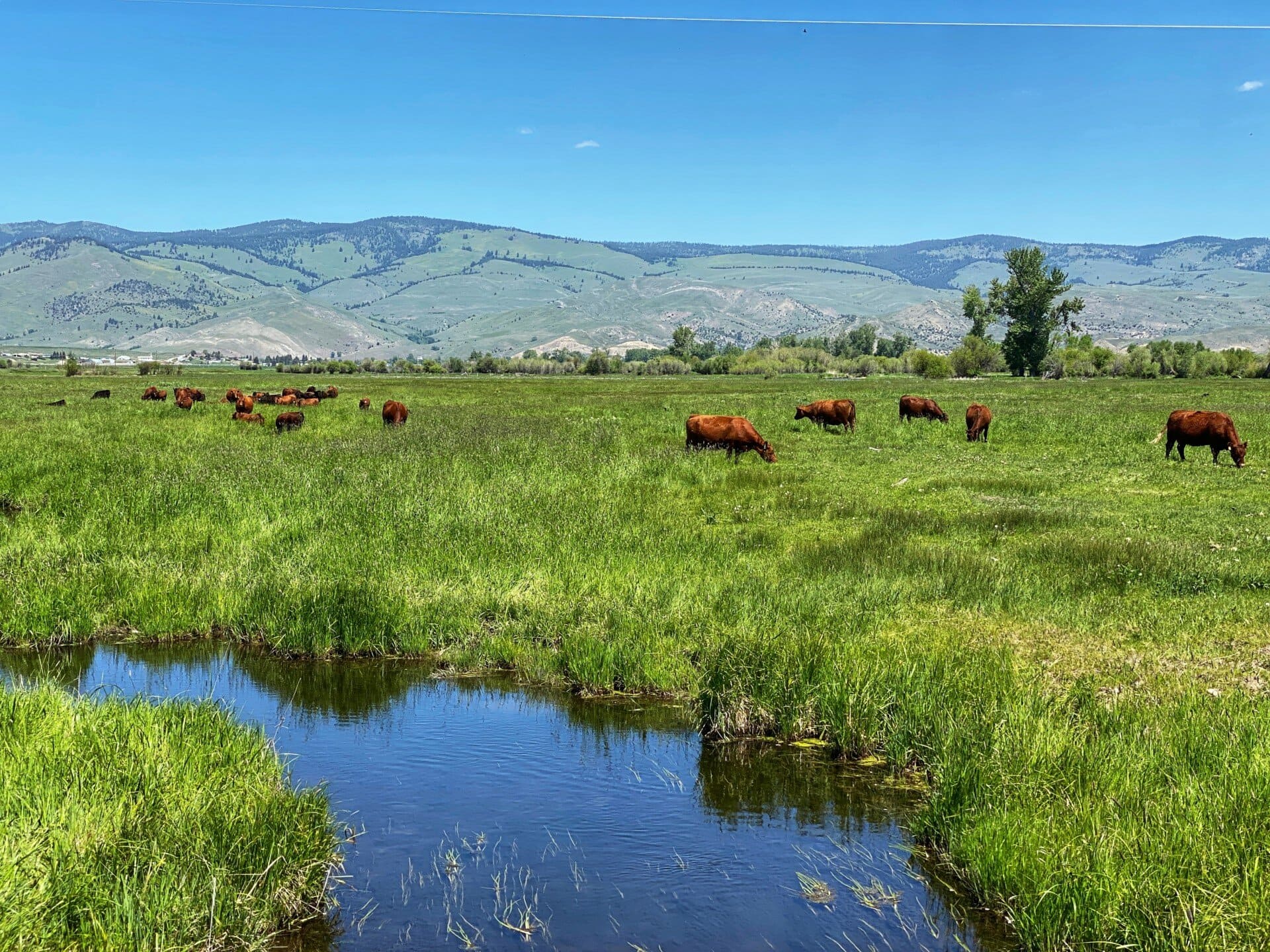 cattle grazing flint creek ranch montana Fay Ranches