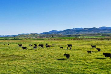 cattle property for sale idaho shilo ranch