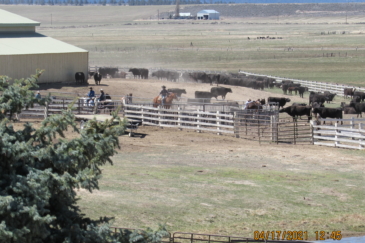 cattle ranch for sale oregon spring creek ranch