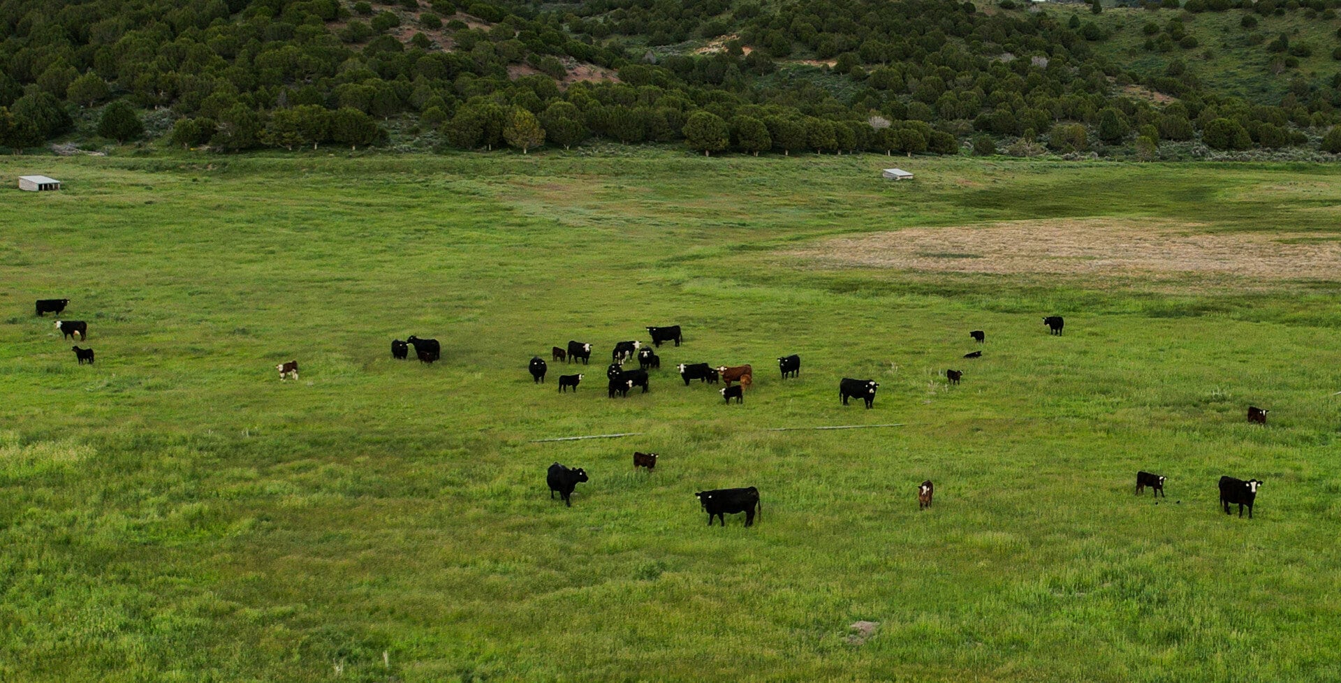 cows graze idaho d bar c ranch