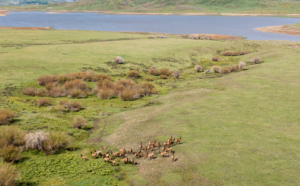 elk herd Colorado Brumley Aspen Waters Ranch