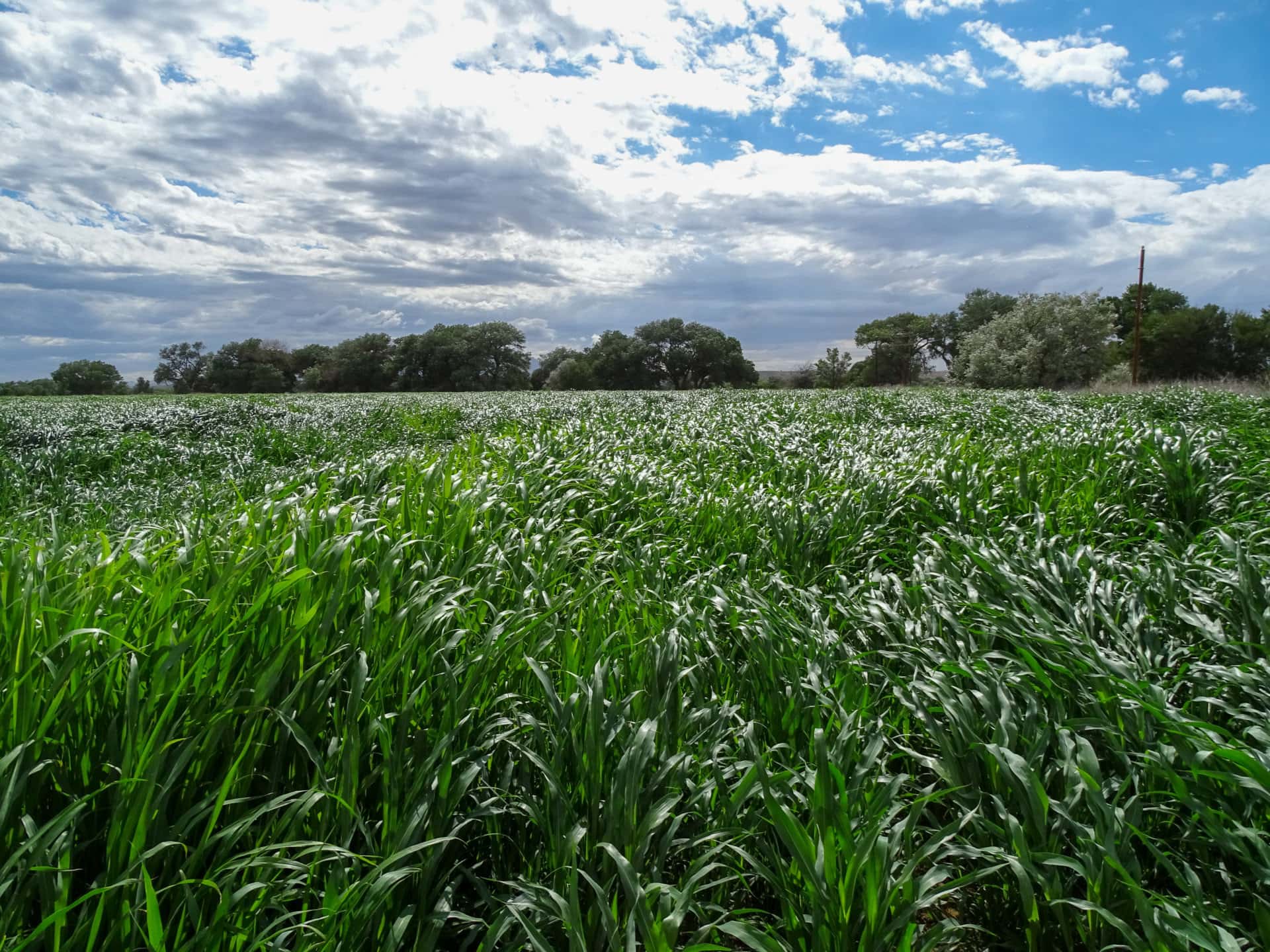 farms for sale new mexico uncle bills farm and ranch Fay Ranches