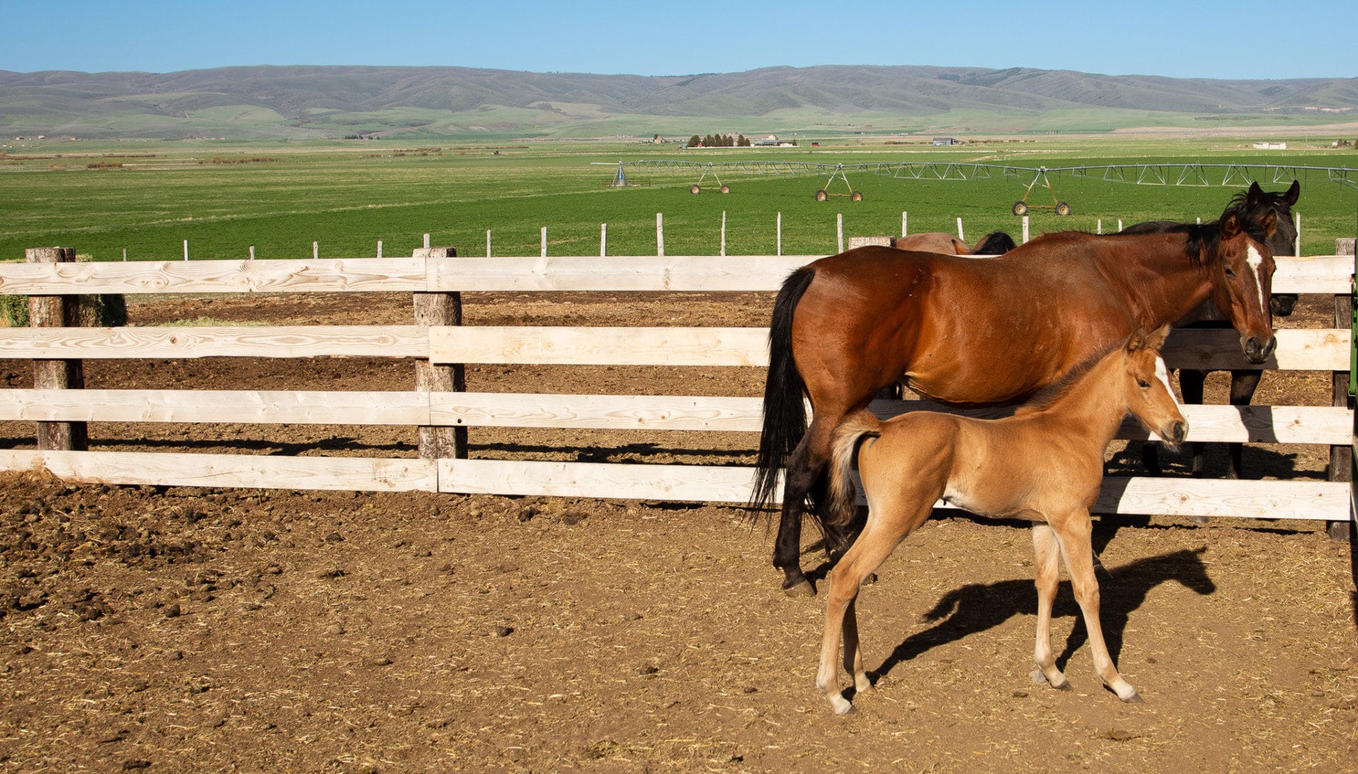fence horse idaho shilo ranch