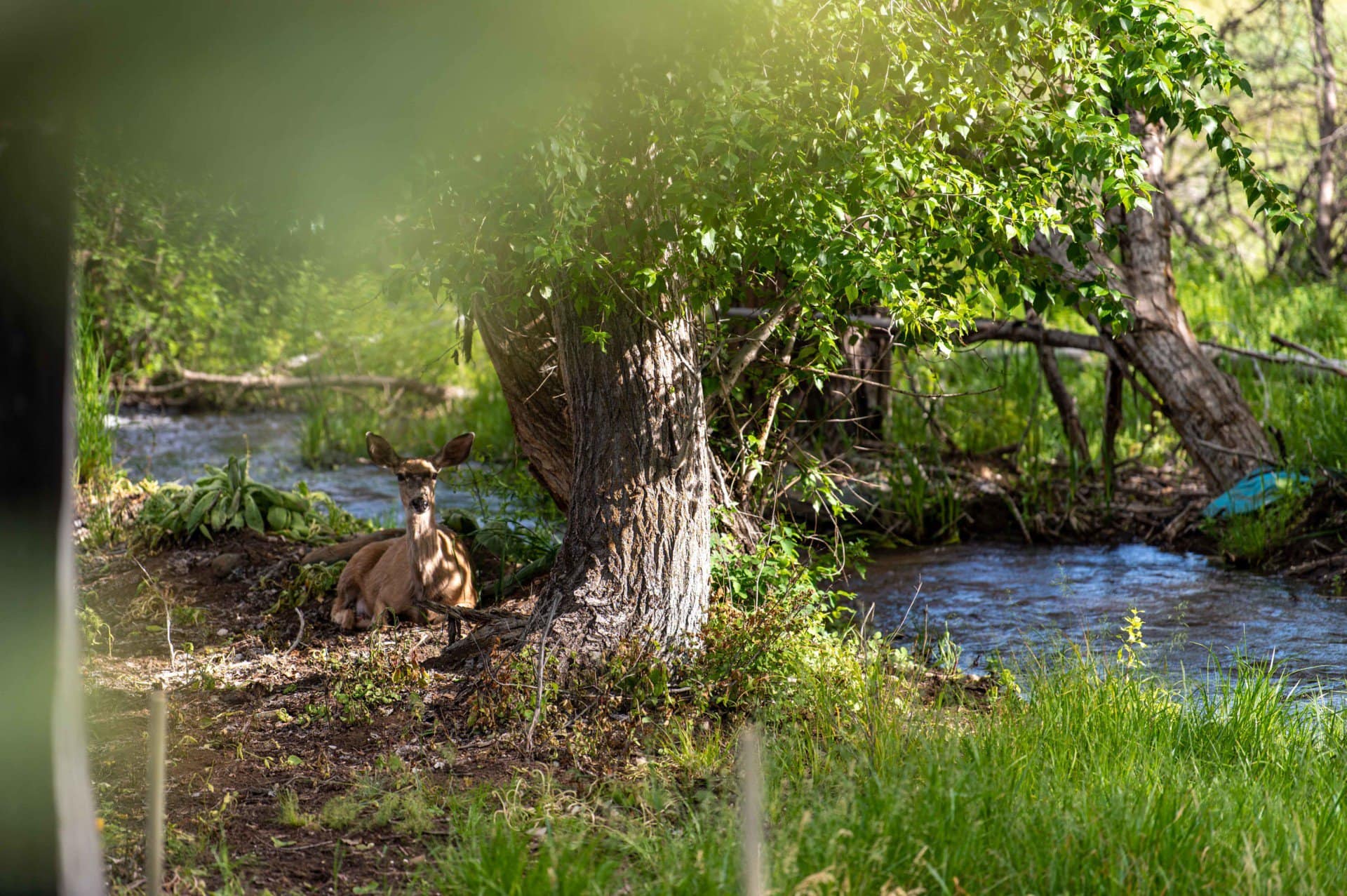 fishing property for sale idahomestead Fay Ranches