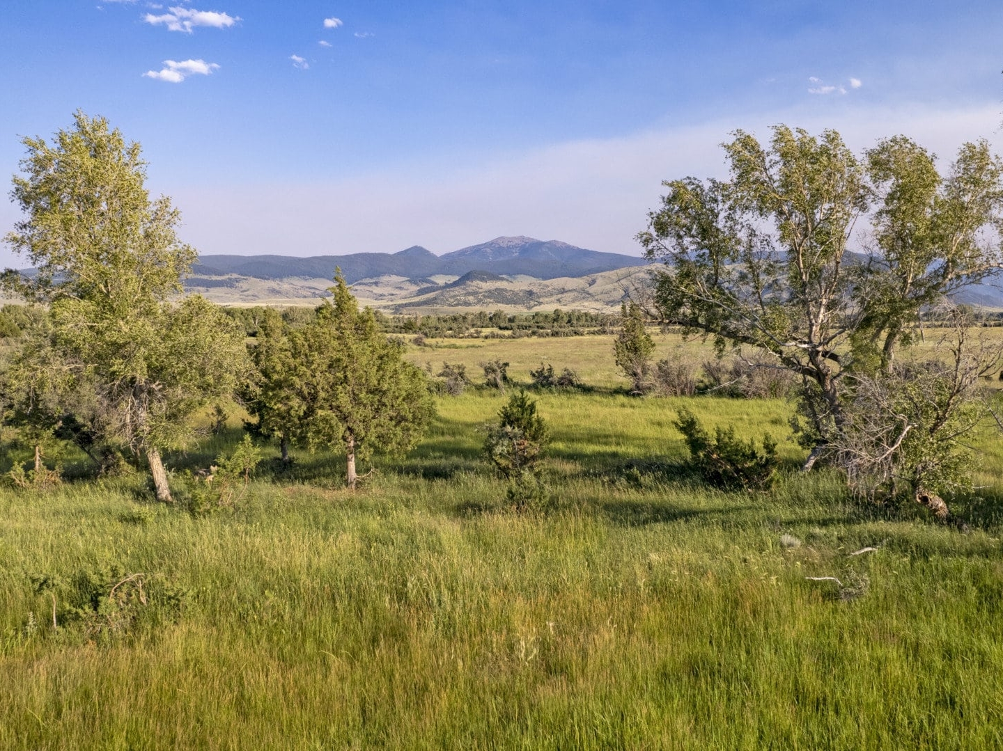grass-with-tree-cover-for-livestock montana clear springs ranch