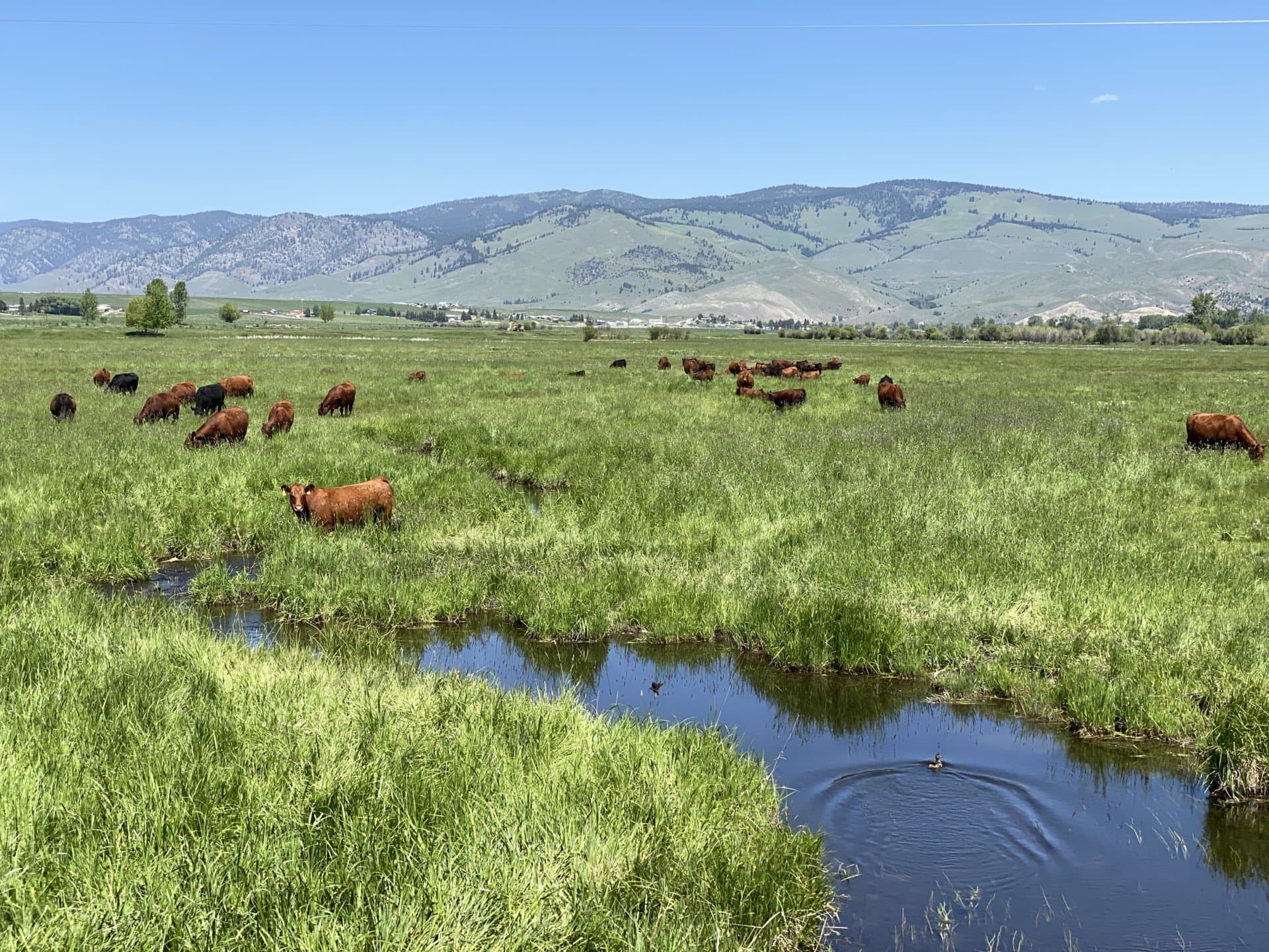 grazing flint creek ranch montana