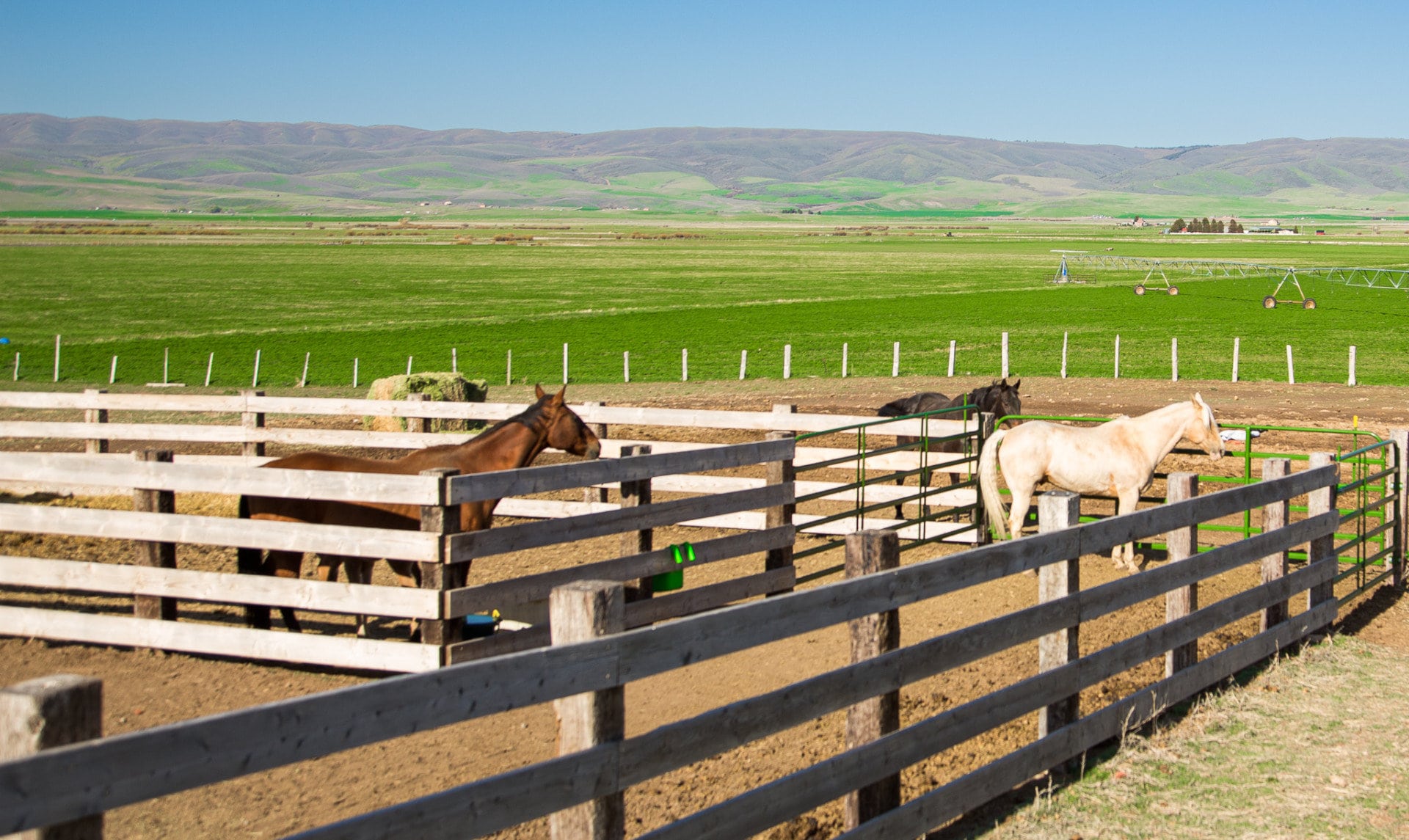 horses idaho shilo ranch