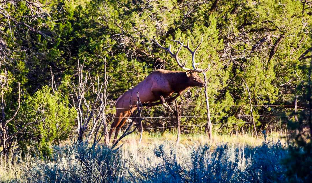 trophy bull elk new mexico uncle bill's farm & ranch