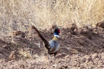 upland bird hunting land for sale new mexico uncle bills farm and ranch
