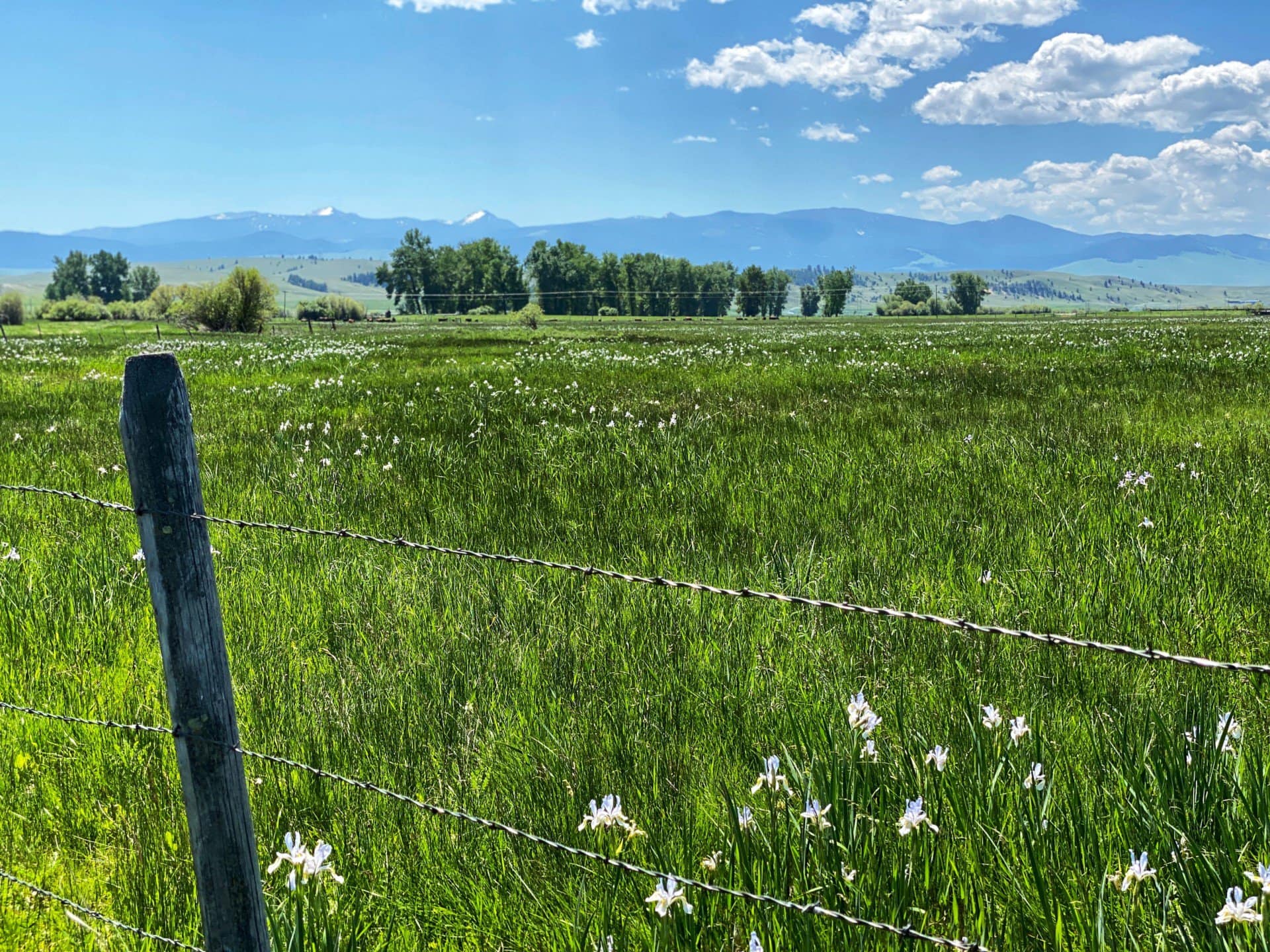 view fence iris flint creek ranch montana
