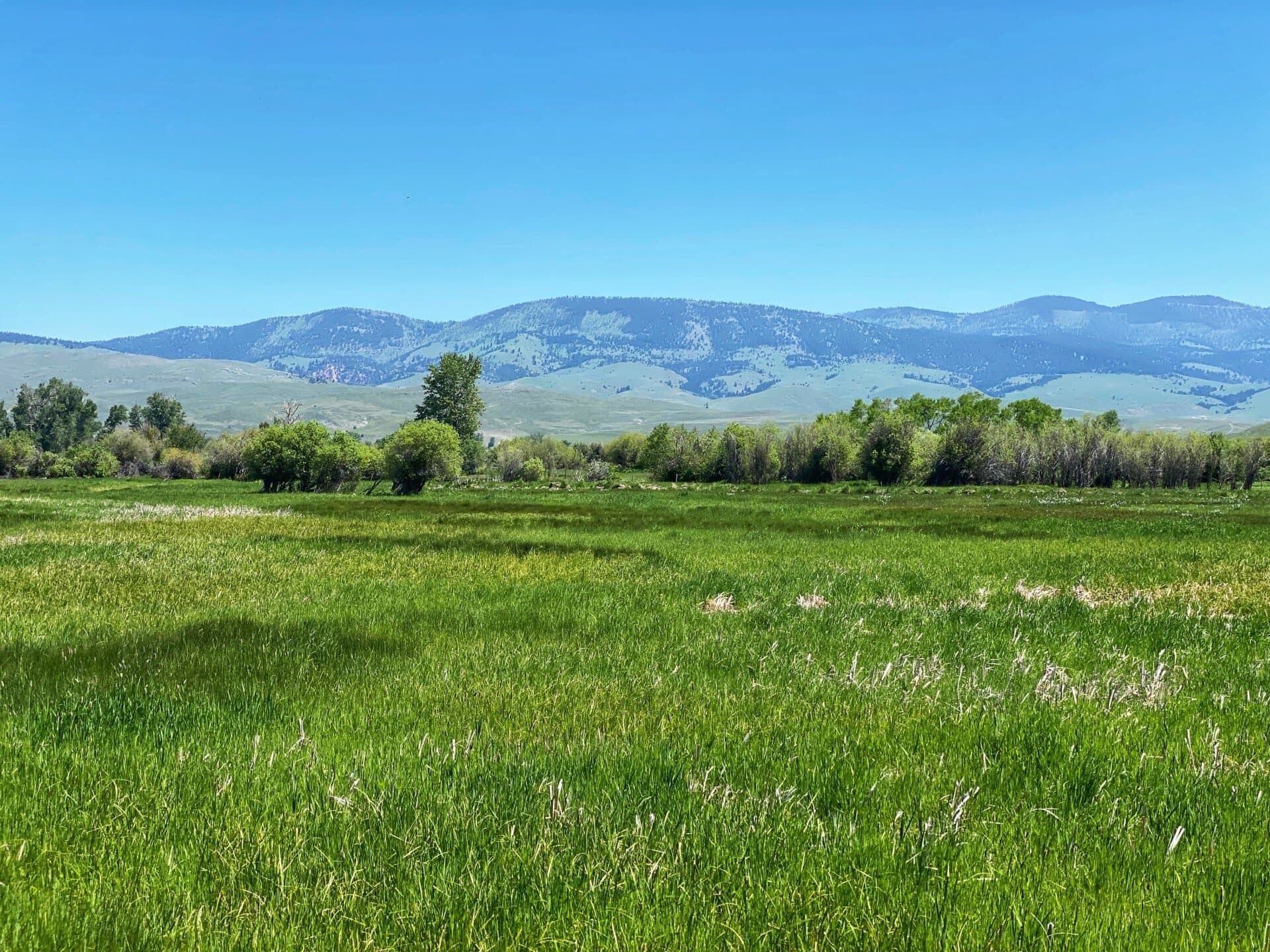 wetland flint creek ranch montana