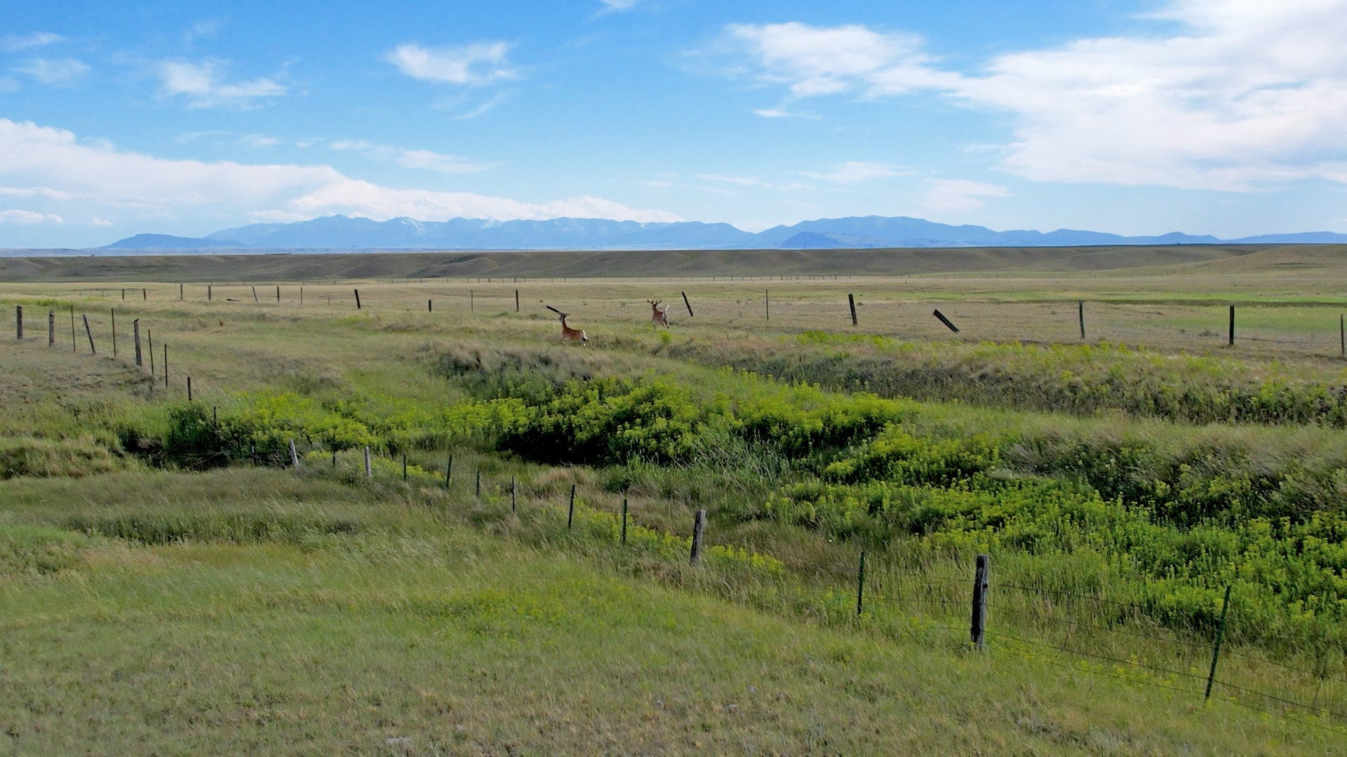 whitetail bucks in velvet montana fox hill ranch