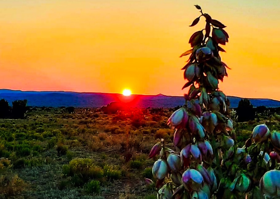 yucca bloom sunset new mexico uncle bill's farm & ranch