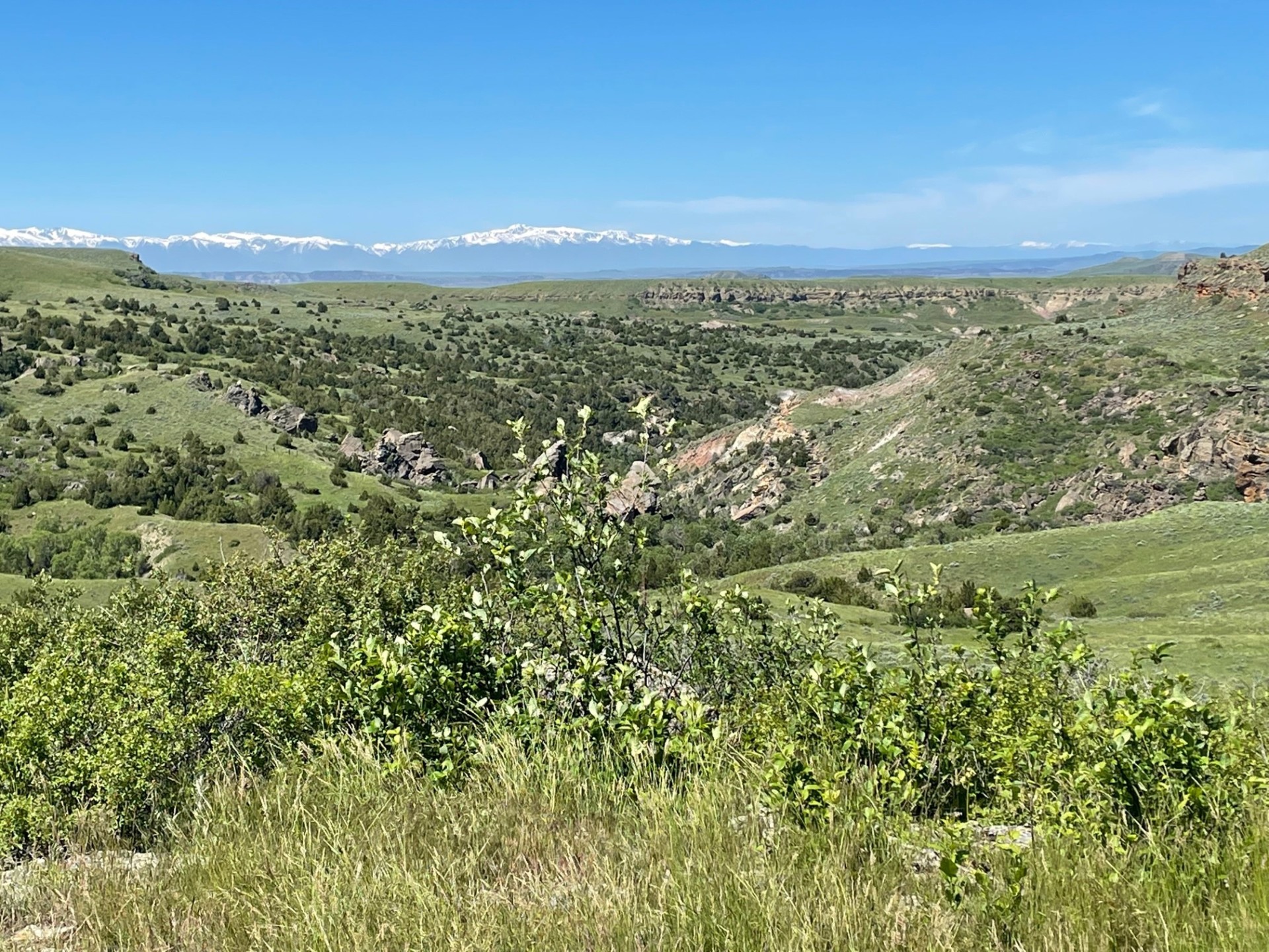 Beartooth Rocks bush montana Velociraptor Ranch
