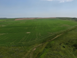big wheat field montana velociraptor ranch