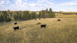 black angus yearling cattle montana golder ranch on rosebud creek