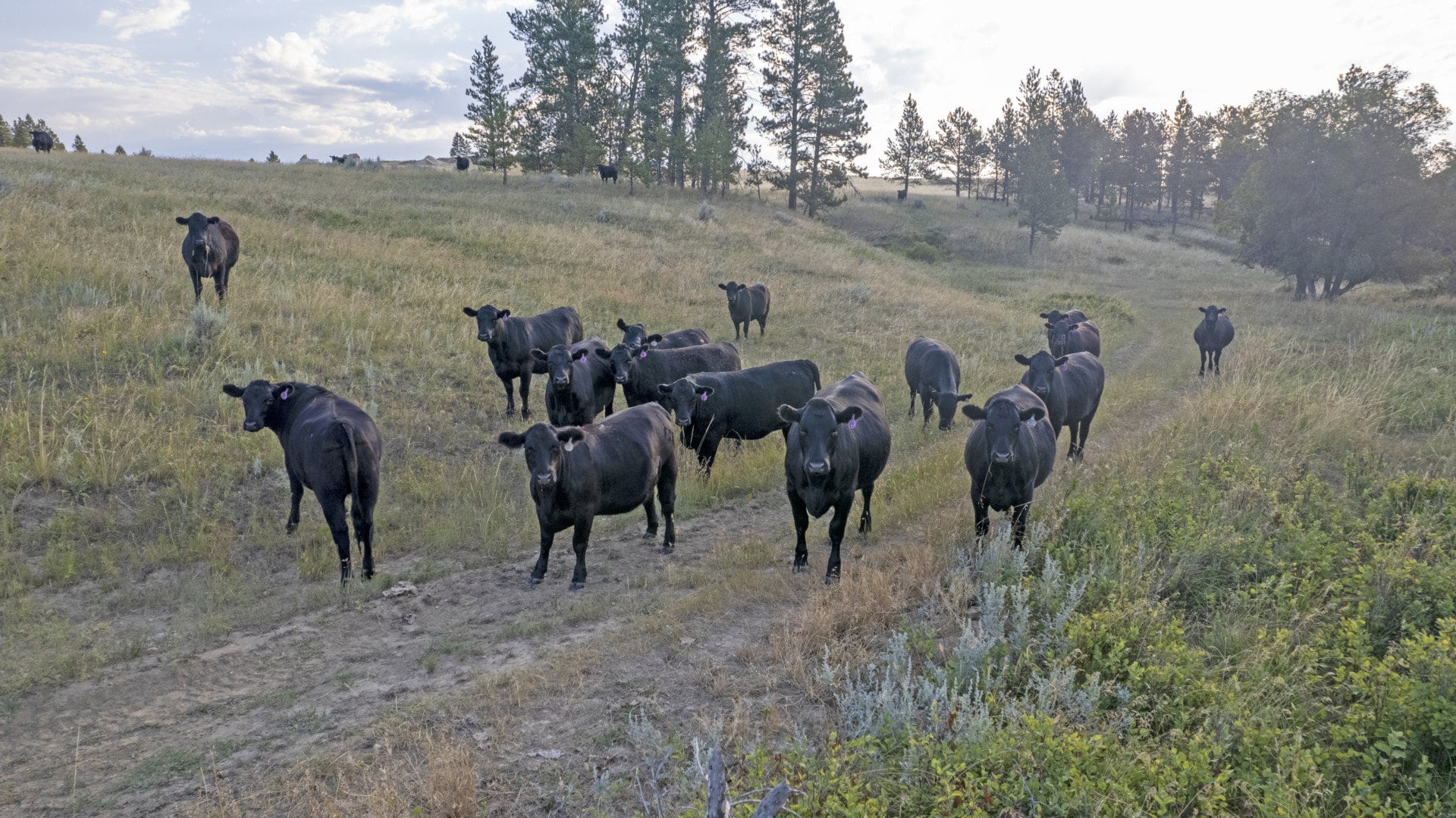 black angus yearling heifers grazing on pasture montana golder ranch on rosebud creek
