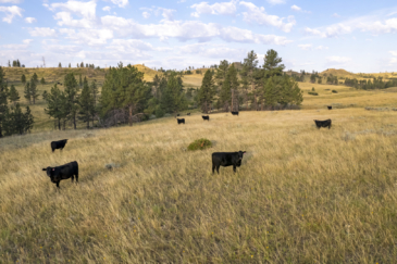 cattle property for sale montana golder ranch on rosebud creek