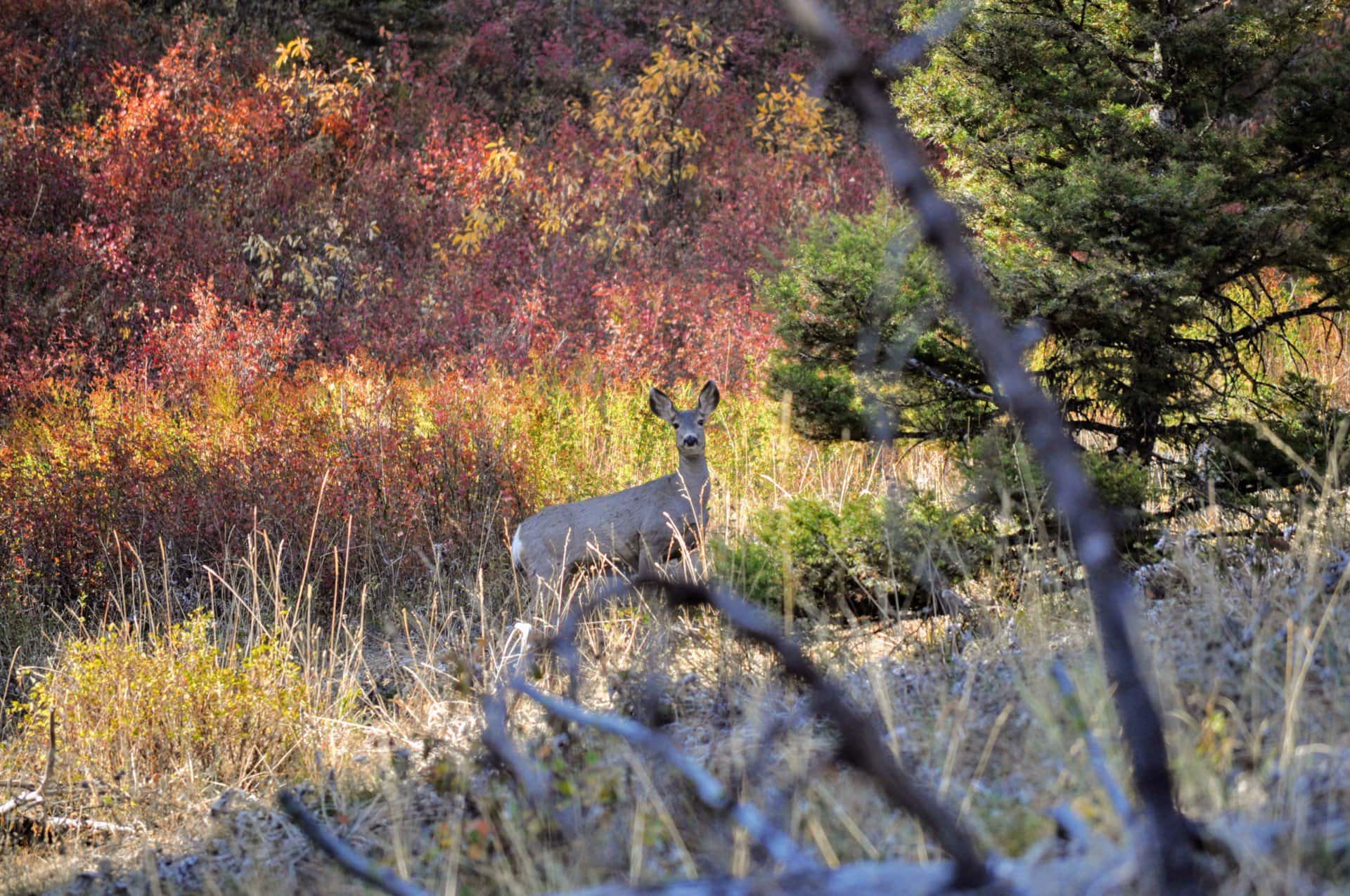 deer fall montana north pass ranches