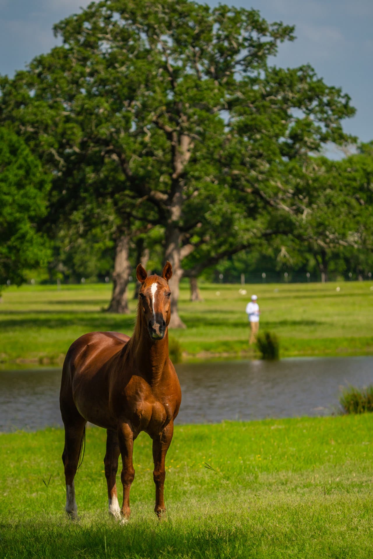 equestrian property for sale texas breaux ranch