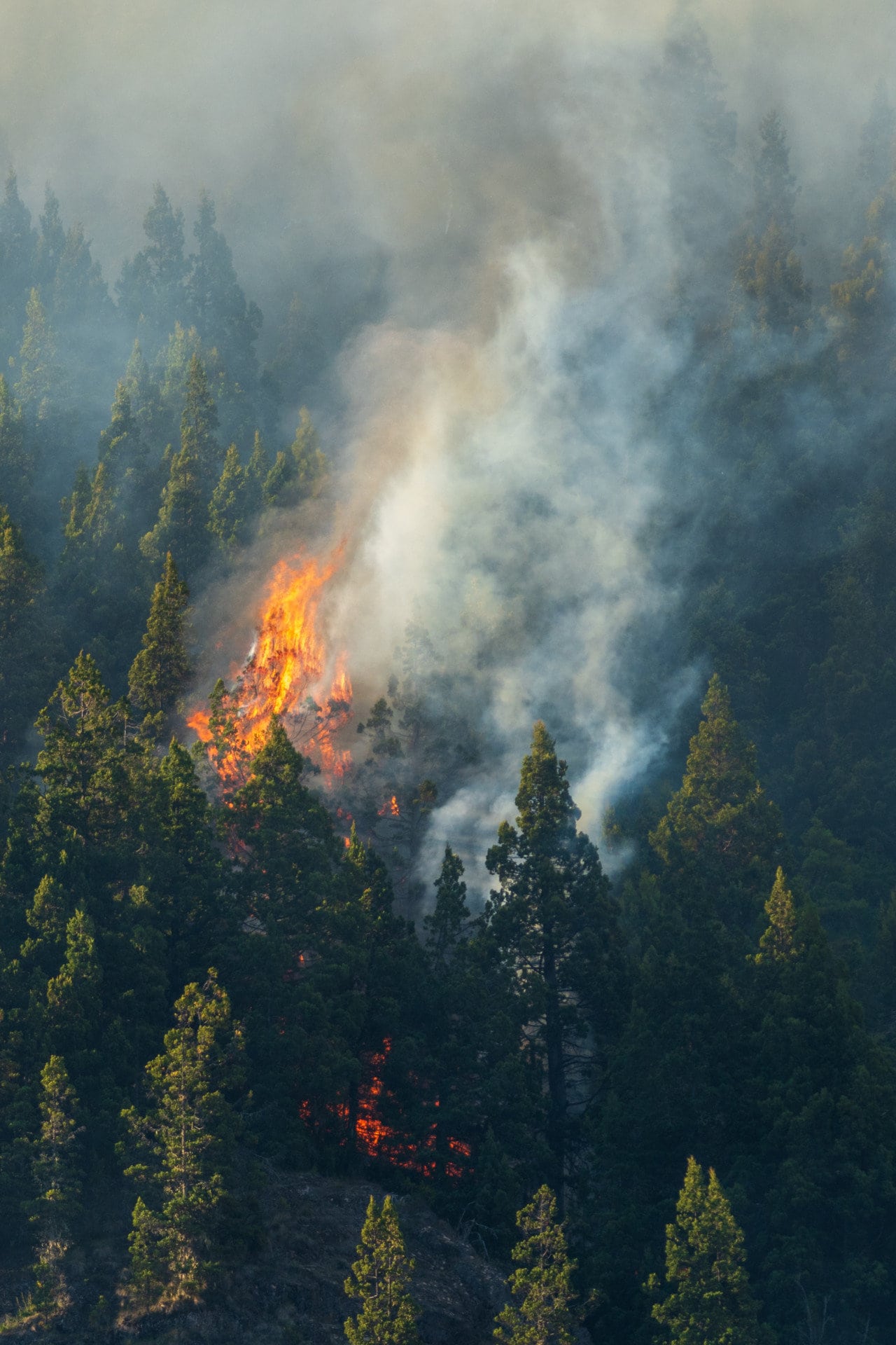 Forest fires caused by global climate change.