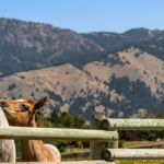 montana horse property for sale summer cutoff retreat
