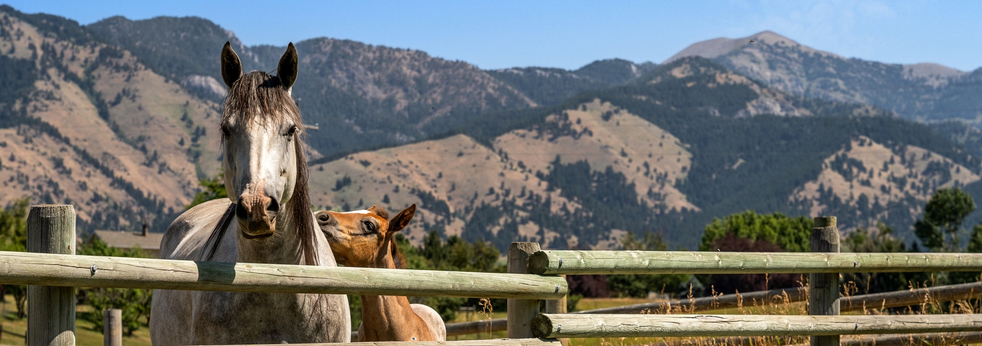montana horse property for sale summer cutoff retreat