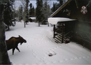 Wood River Lodge | Denali Alaska | Fay Ranches