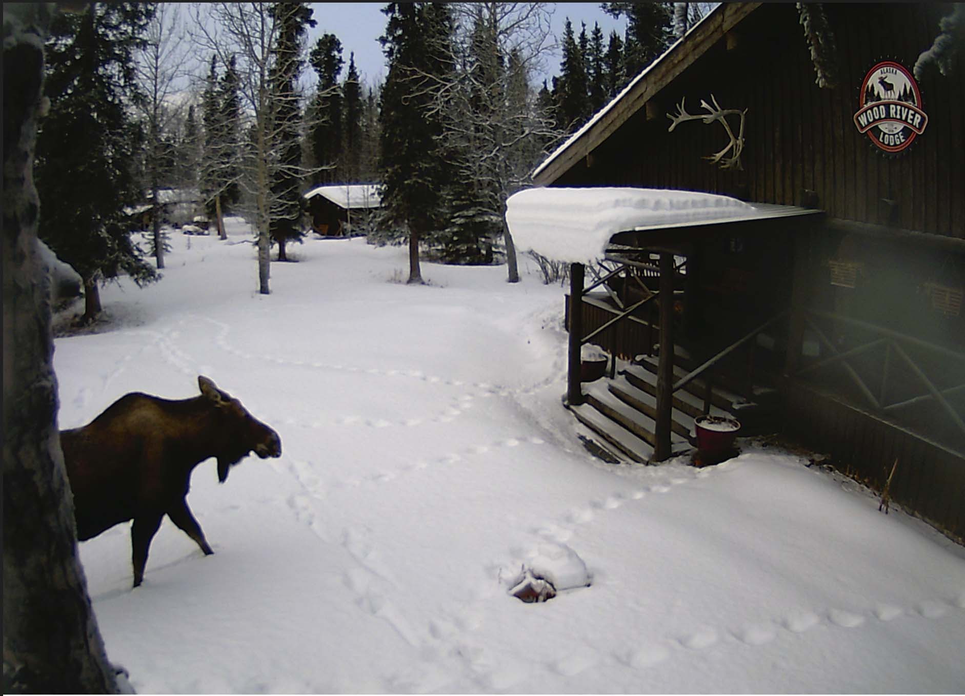 moose game cam alaska wood river lodge