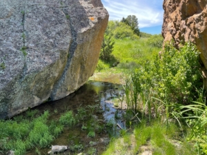 rock seep montana velociraptor ranch
