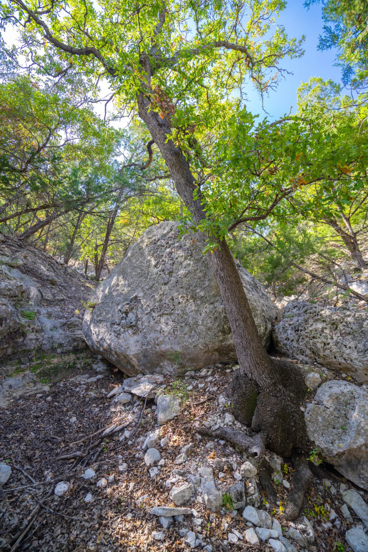 rocks tree texas wapiti springs ranch