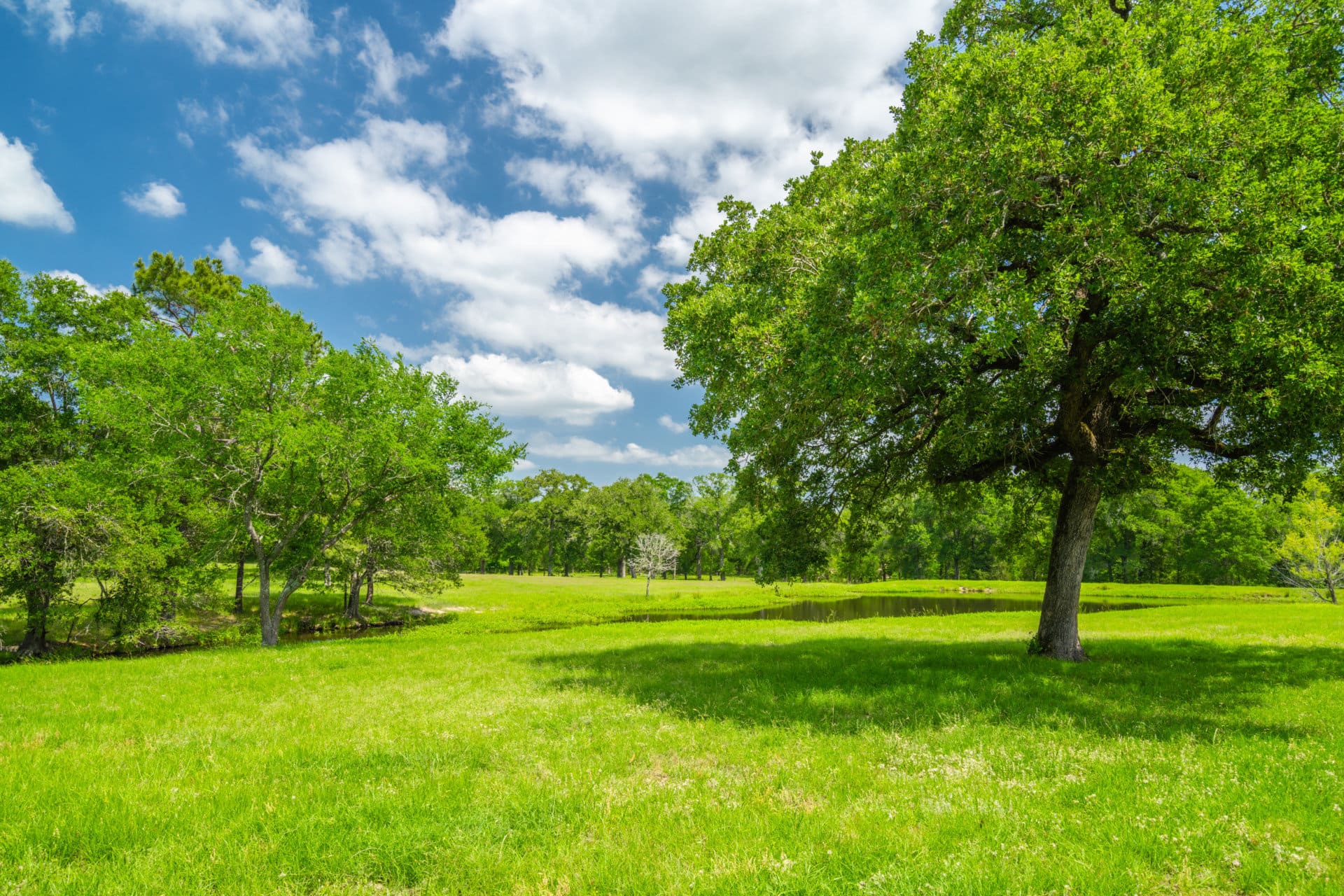 trees texas breaux ranch