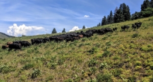 Cattle property for sale Idaho branch keyhole ranch