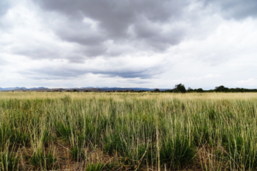 agricultural production property for sale new mexico chupadera ranch