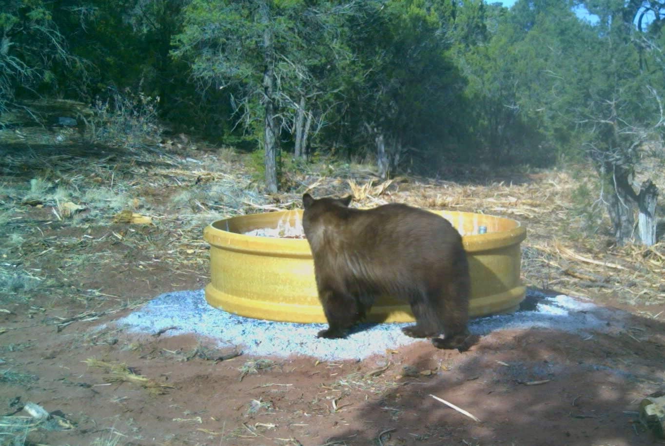 bear stock tank new mexico mesa springs ranch
