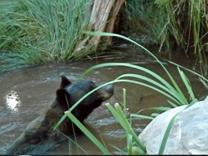 bear swim new mexico mesa springs ranch
