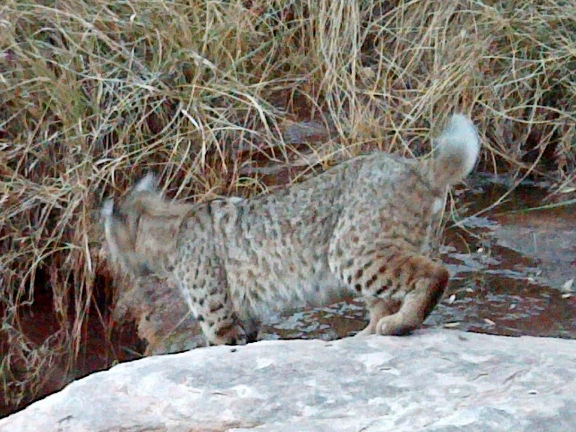 bobcat at pool new mexico mesa springs ranch