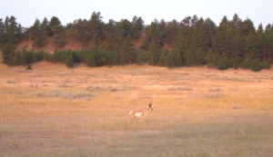 buck antelope montana golder ranch