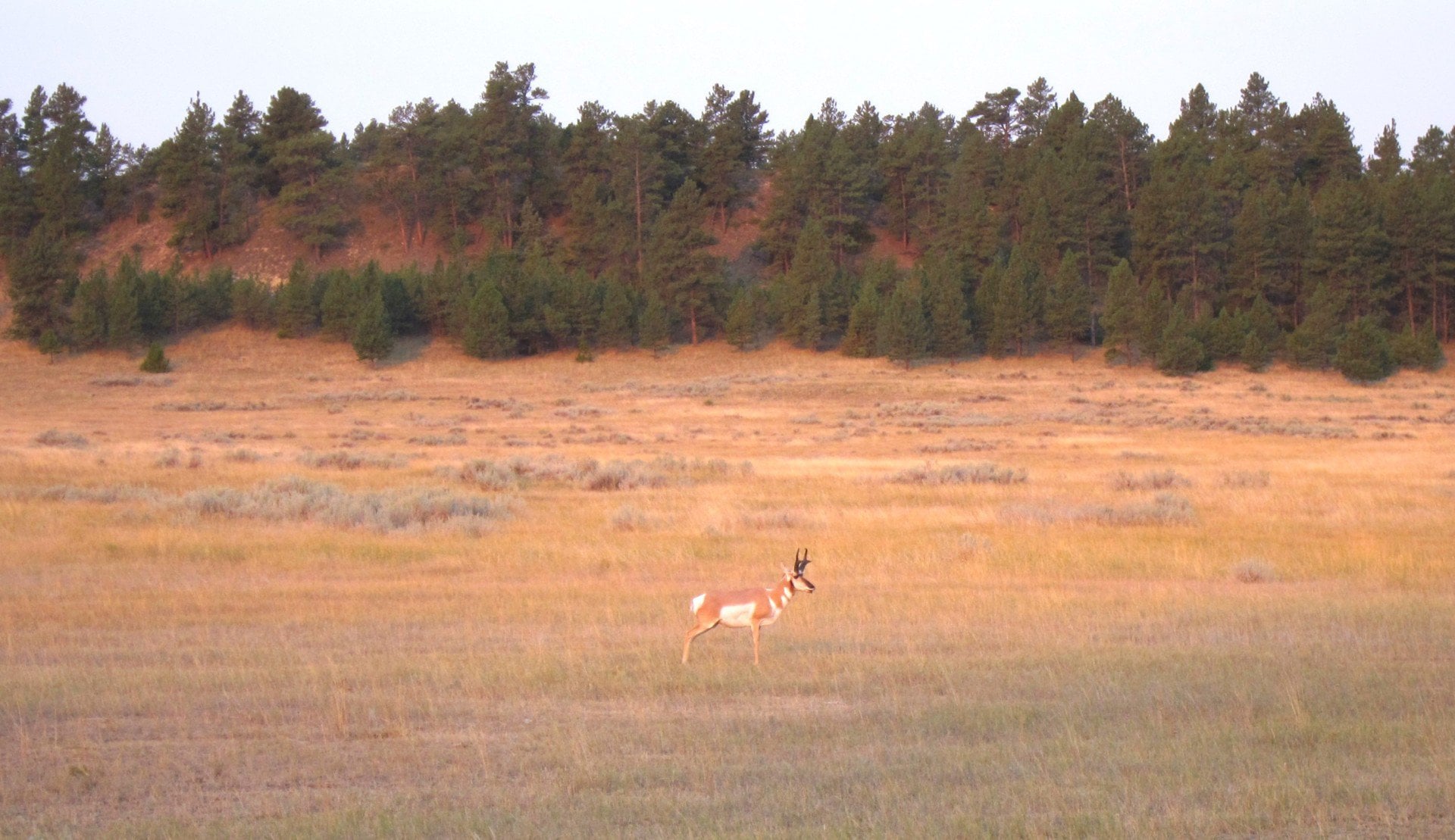 buck antelope montana golder ranch