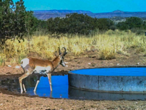 Buck Pronghorn Antelope at drinker new mexico Chupadera Ranch