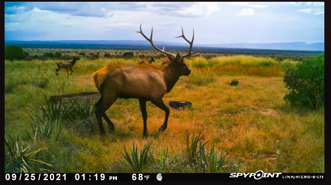 bull elk game camera new mexico chupadera ranch