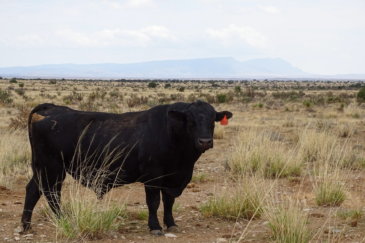 cattle land for sale new mexico chupaera ranch