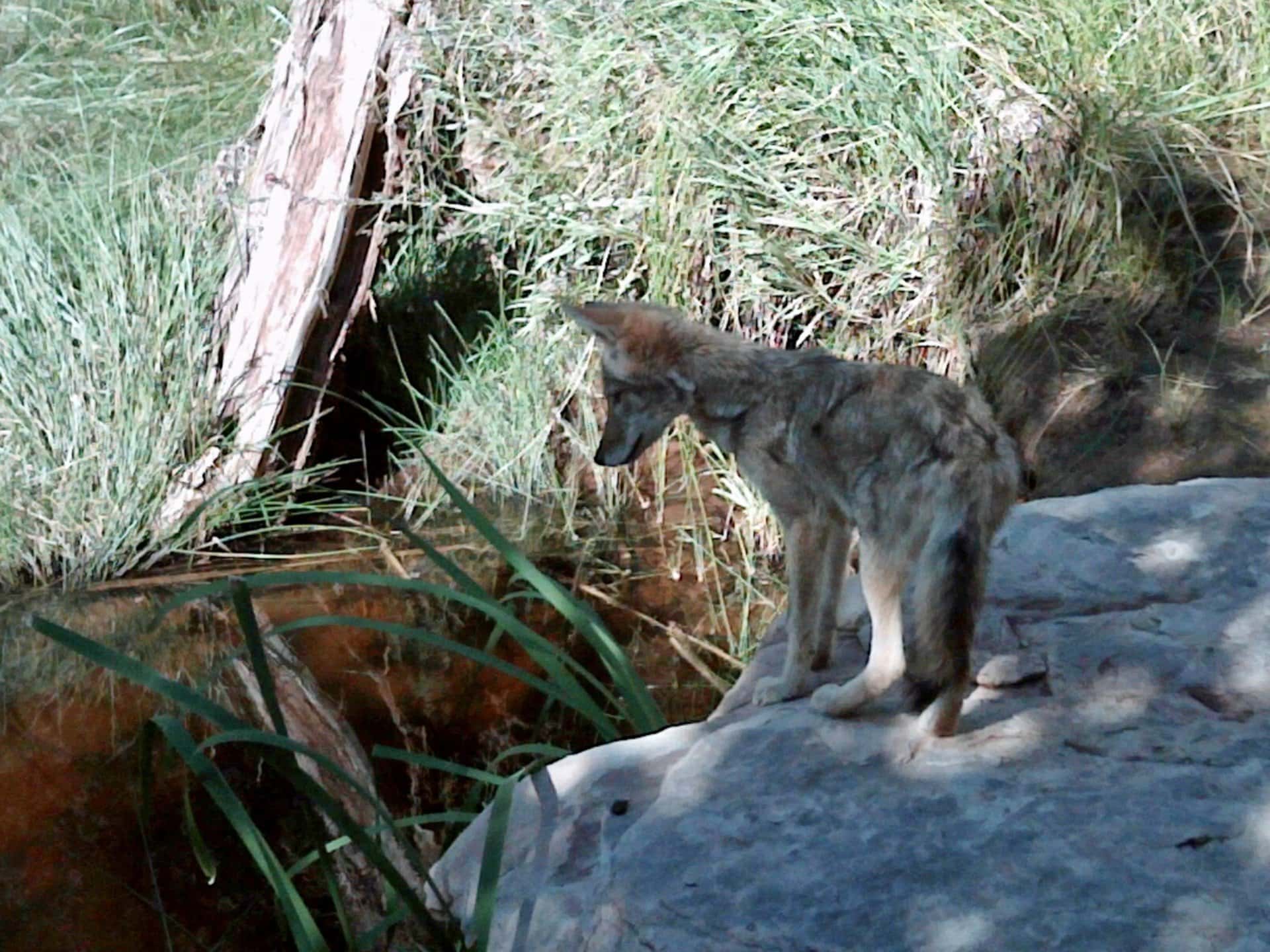 coyote pup reflection new mexico mesa springs ranch