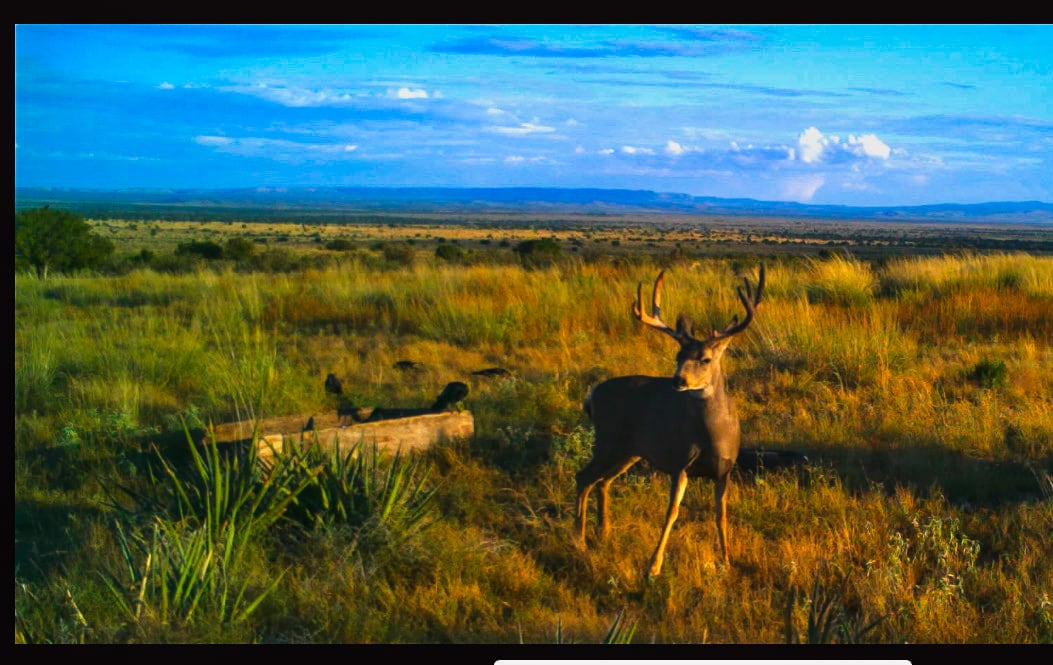 deer new mexico chupadera ranch