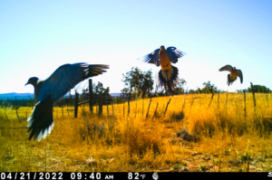 Dove flight off drinker game cam new mexico Chupadera Ranch